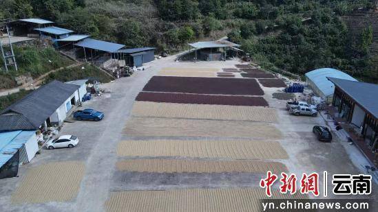 啡撬动大产业走出特色发展路麻将胡了免费试