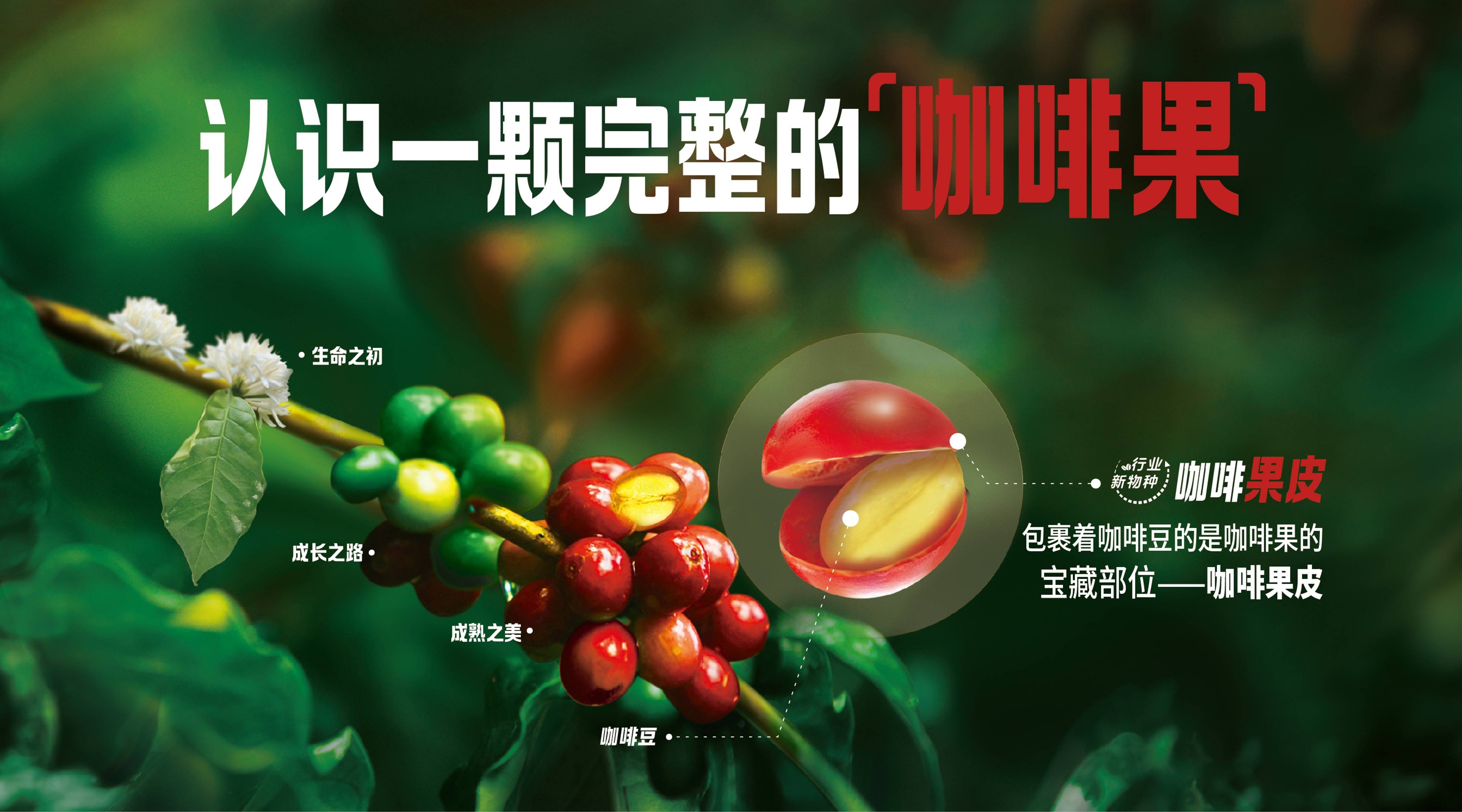 果然轻咖”开创咖啡行业全新赛道麻将胡了雀巢推出咖啡果茶 “(图2)