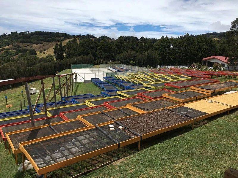 样的？哥斯达黎加舒马瓦庄园咖啡种植海拔麻将胡了哥斯达黎加咖啡